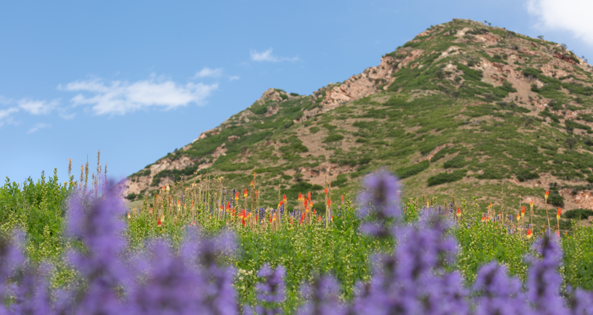 Red Butte Garden