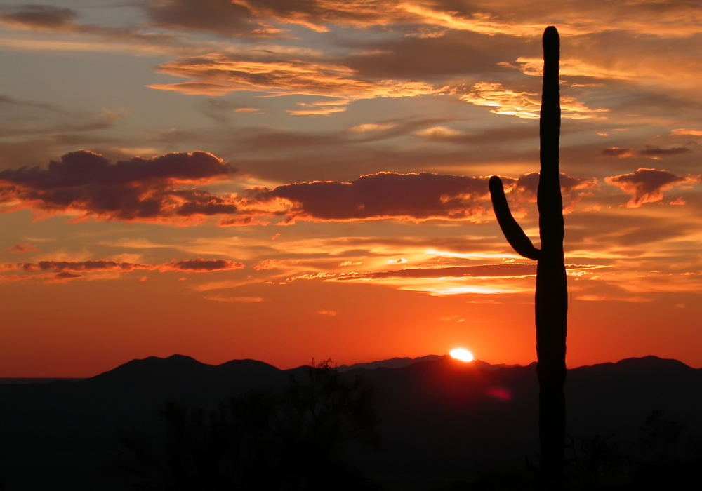 Arizona Cactus