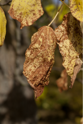 Wilted leaf